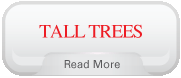 Tall Trees